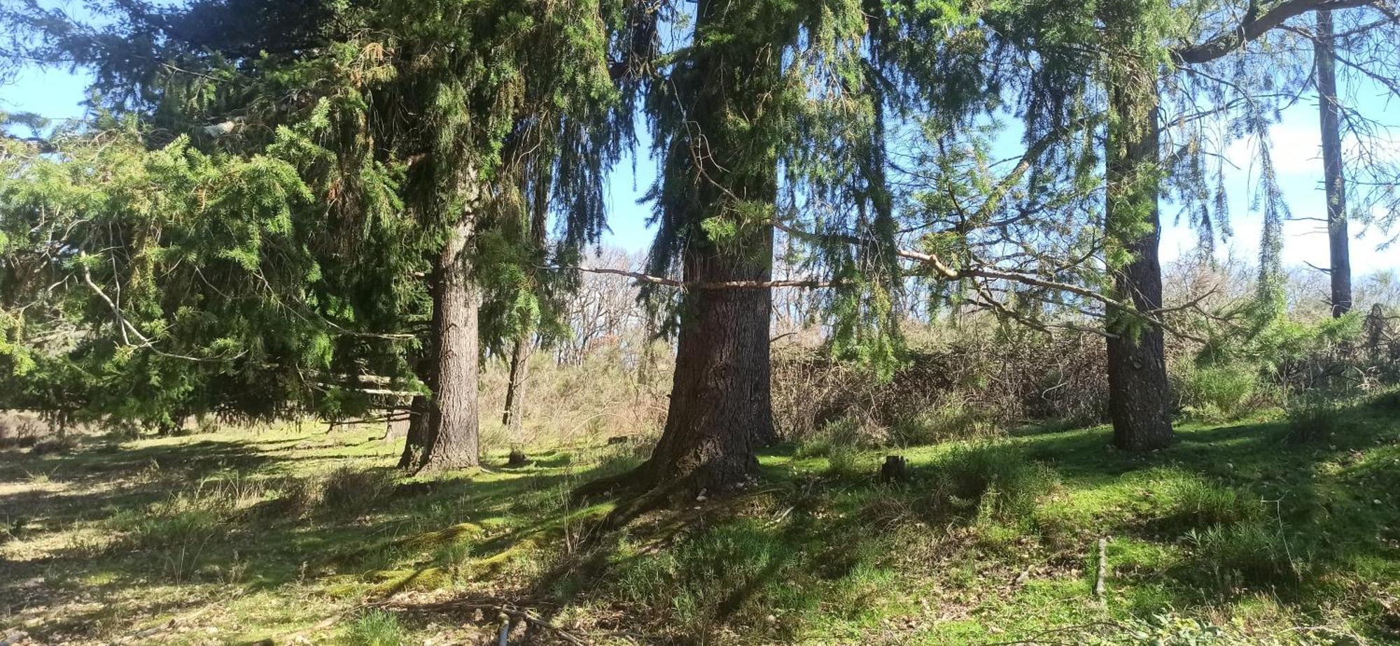 Отель Eco Ceiba Busque Экстерьер фото